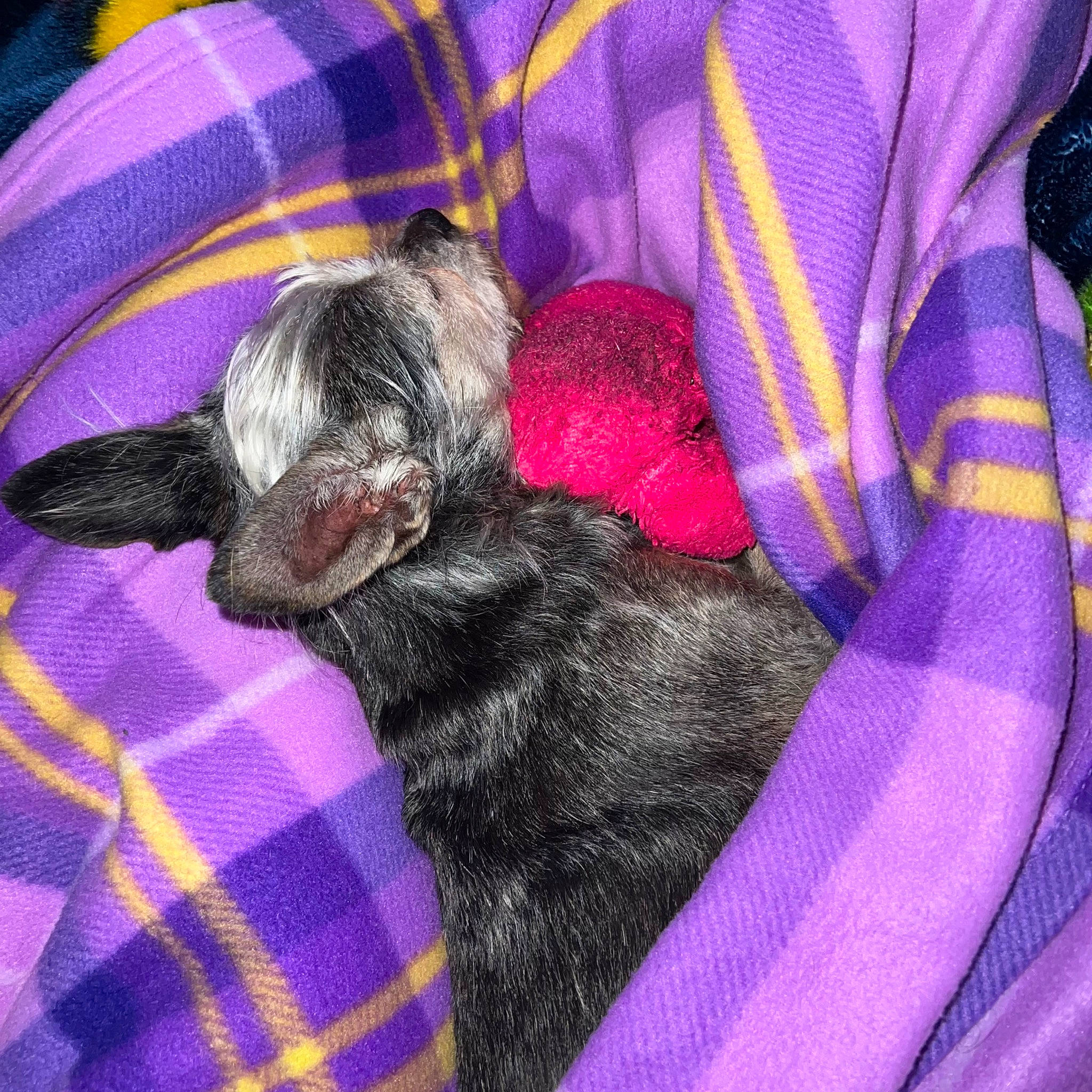 Stella joined the competition — help win amazing prizes! art, carnivore, comfort, companion_dog, dog, dog_breed, dog_supply, electric_blue, felidae, fur, grey, linens, magenta, pattern, petal, pink, purple, sleeve, textile, violet