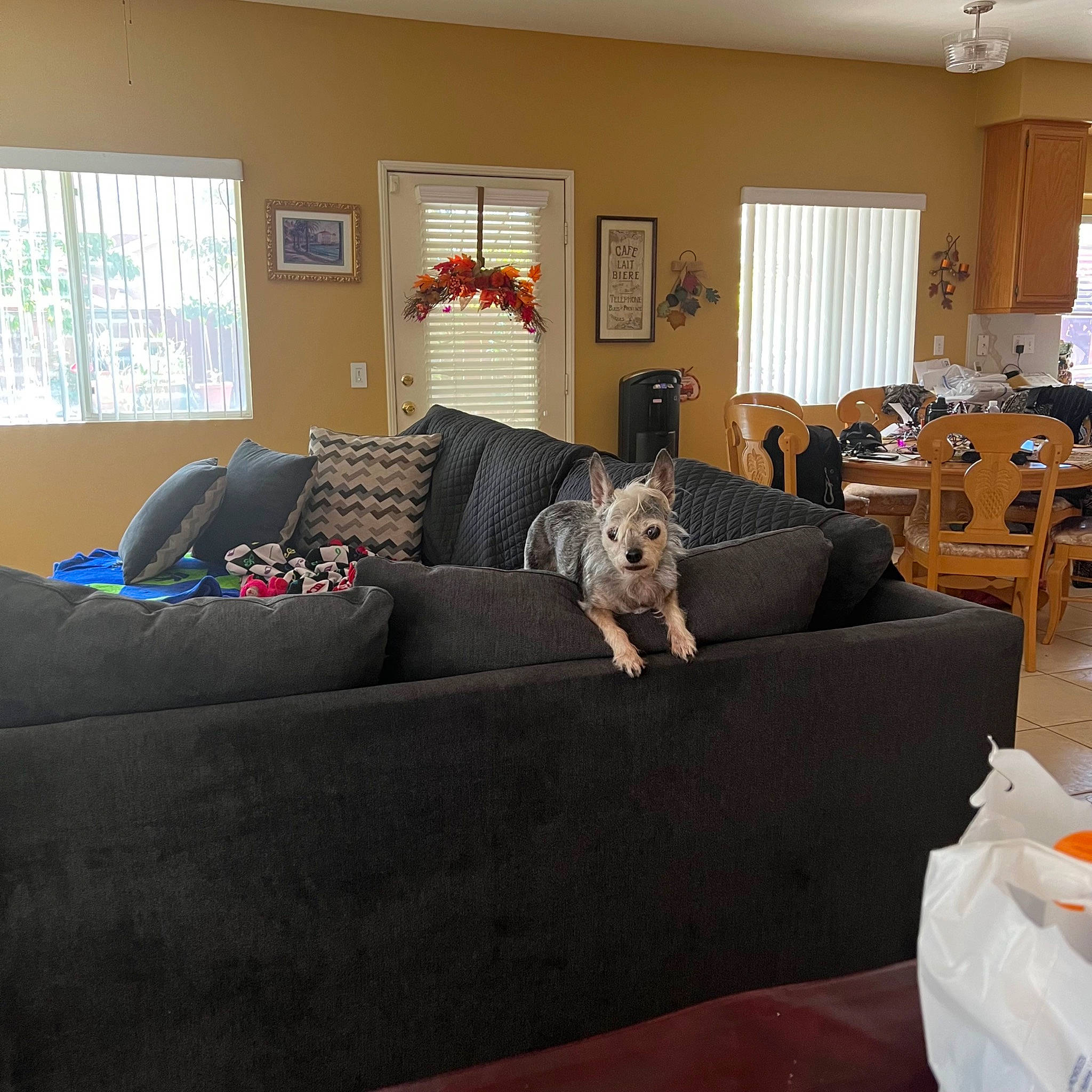 Stella is registered to the contest to win money with this photo: building, carnivore, chair, comfort, couch, dog, floor, flooring, furniture, hardwood, interior_design, lamp, living_room, picture_frame, pillow, shade, studio_couch, window, window_blind, wood