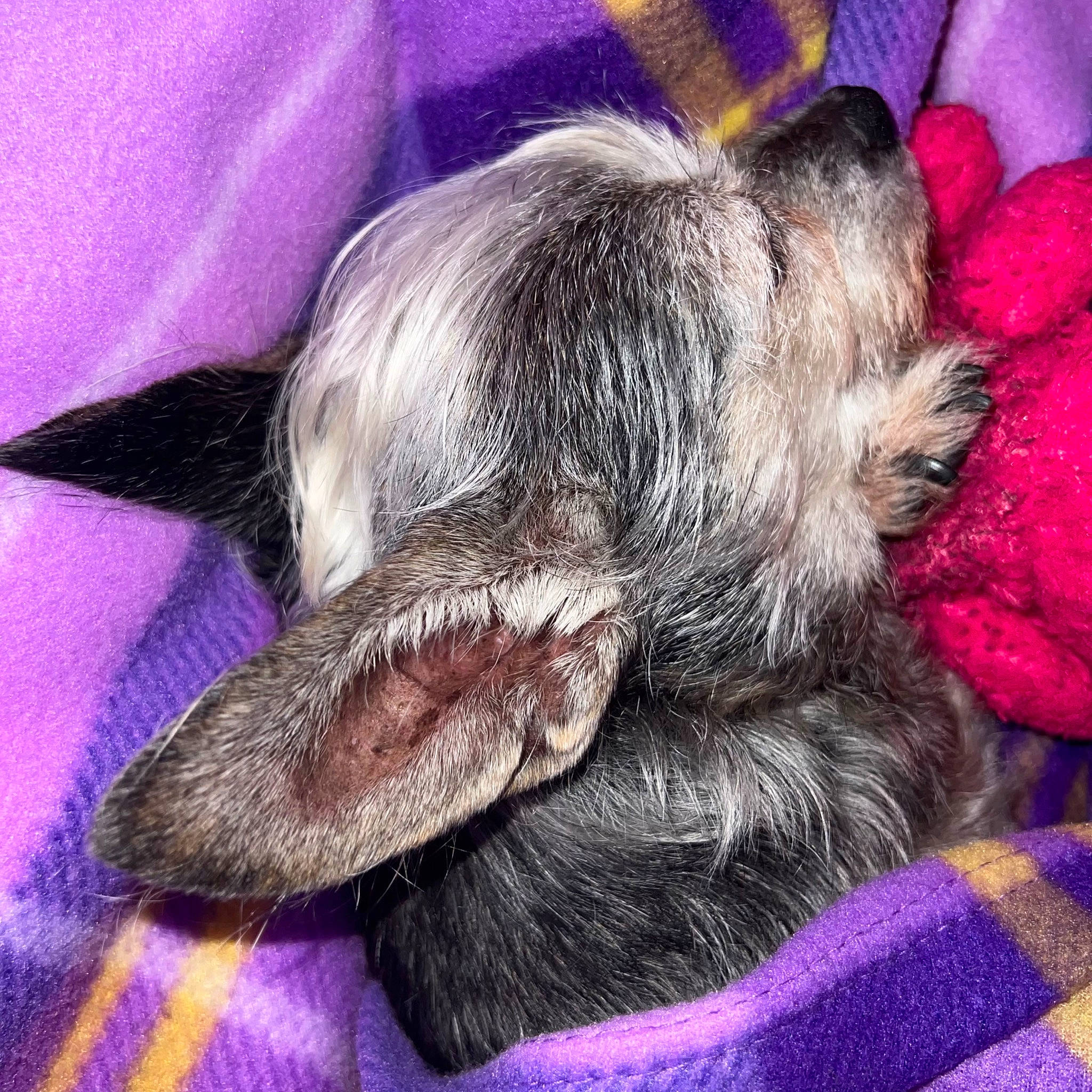 Stella joined the competition — help win amazing prizes! canidae, carnivore, close_up, comfort, companion_dog, dog, dog_breed, ear, fawn, fur, grey, liver, magenta, nap, paw, purple, snout, sporting_group, vertebrate, whiskers