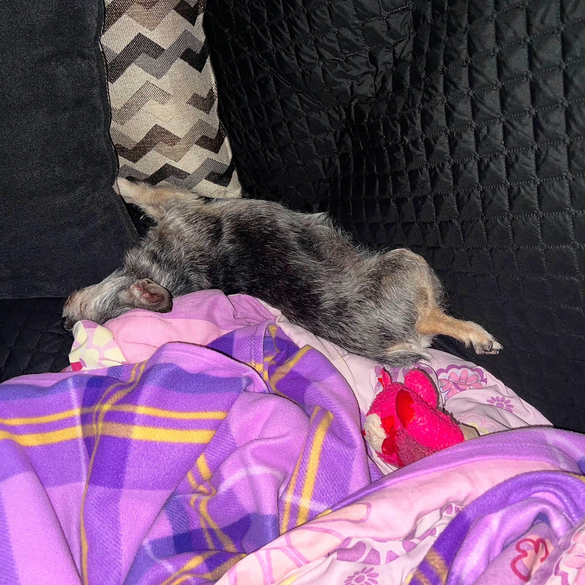 Stella joined the competition — help win amazing prizes! canidae, carnivore, comfort, companion_dog, dog, dog_breed, dog_supply, felidae, fur, grey, linens, magenta, nap, pattern, purple, sleep, small_to_medium_sized_cats, sporting_group, tail, whiskers