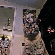 Lola is registered to the contest to win money with this photo: animal, cat, chair, cozy, curious, decoration, domestic_cat, feline, furniture, home, indoor, lamp, living_room, looking_at_camera, pet, portrait, shelf, tabby_cat, table, wall_art