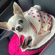 Tokyo participe au concours pour gagner de l'argent avec cette photo : dog, chihuahua, pet, small_dog, white_dog, sweater, clothing, bag, pink_bag, quilted, car_seat, black_leather, red_stitching, indoor, cute, animal, looking_up, cozy, soft_texture, companion