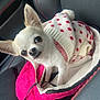 dog, chihuahua, pet, small_dog, white_dog, sweater, clothing, bag, pink_bag, quilted, car_seat, black_leather, red_stitching, indoor, cute, animal, looking_up, cozy, soft_texture, companion