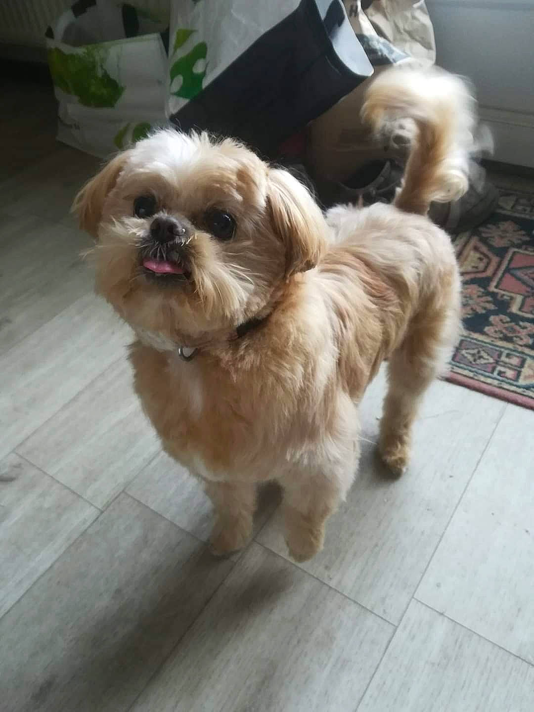 Fouquiz participe au concours pour gagner de l'argent avec cette photo : canidae, carnivore, chinese_imperial_dog, companion_dog, dog, dog_breed, lhasa_apso, liver, maltepoo, mammal, morkie, non_sporting_group, pekapoo, poodle_crossbreed, puppy, rare_breed_dog, shih_tzu, sporting_group, toy_dog, vertebrate