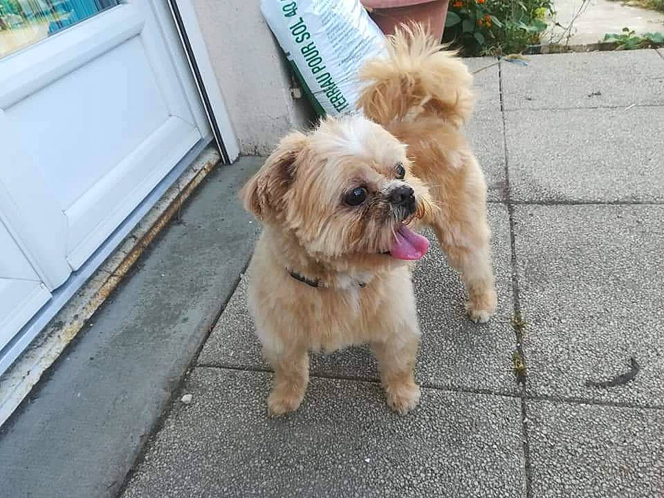 Fouquiz a rejoint le concours — aidez-le/la à gagner de superbes lots ! canidae, carnivore, chinese_imperial_dog, companion_dog, dog, dog_breed, fawn, griffon_bruxellois, lhasa_apso, mammal, morkie, norfolk_terrier, poodle_crossbreed, rare_breed_dog, shih_tzu, snout, sporting_group, terrier, toy_dog, vertebrate