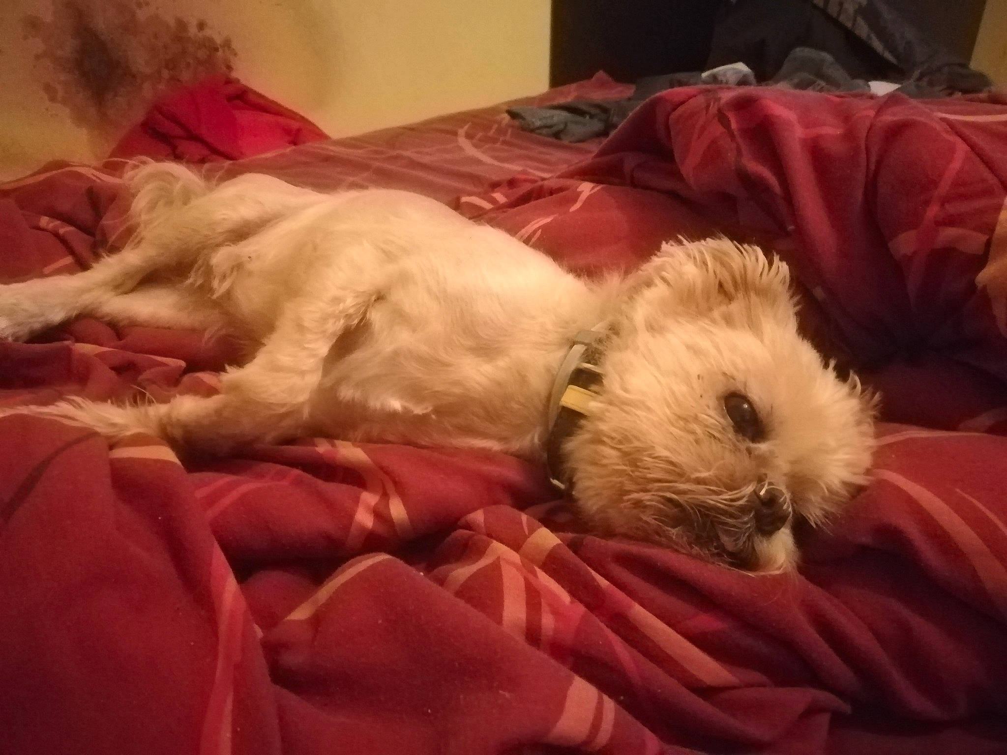 Fouquiz participe au concours pour gagner de l'argent avec cette photo : bichon, canidae, carnivore, cockapoo, companion_dog, dog, dog_breed, irish_soft_coated_wheaten_terrier, maltese, morkie, nap, non_sporting_group, puppy, puppy_love, schnoodle, shih_tzu, sleep, tibetan_terrier, toy_dog, west_highland_white_terrier