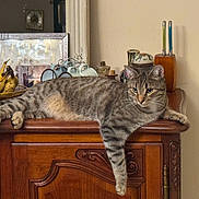 Aska a rejoint le concours — aidez-le/la à gagner de superbes lots ! cat, tabby_cat, wooden_cabinet, banana, fruit_bowl, teacup, vintage, framed_photo, indoor, relaxed, pet, feline, striped, paw, fur, animal, home_decor, tabletop, household, resting