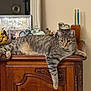 cat, tabby_cat, wooden_cabinet, banana, fruit_bowl, teacup, vintage, framed_photo, indoor, relaxed, pet, feline, striped, paw, fur, animal, home_decor, tabletop, household, resting