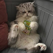 Nino is registered to the contest to win money with this photo: cat, fluffy, juice_box, indoor, couch, relaxed, pet, feline, paw, gray, white, fur, cute, animal, corner, drinking, beverage, domestic, cozy, funny