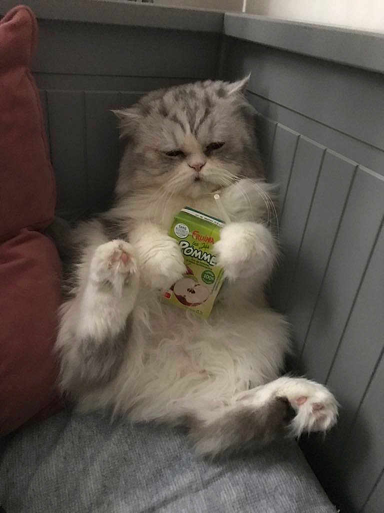 Nino is registered to the contest to win money with this photo: cat, fluffy, juice_box, indoor, couch, relaxed, pet, feline, paw, gray, white, fur, cute, animal, corner, drinking, beverage, domestic, cozy, funny