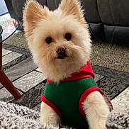 Babycash joined the competition — help win amazing prizes! dog, small_dog, fluffy, pet, indoors, living_room, sofa, pillow, blanket, carpet, table, curious, cute, cozy, furniture, fur, animal, domestic_animal, wearing_clothes, home