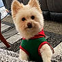 dog, small_dog, fluffy, pet, indoors, living_room, sofa, pillow, blanket, carpet, table, curious, cute, cozy, furniture, fur, animal, domestic_animal, wearing_clothes, home