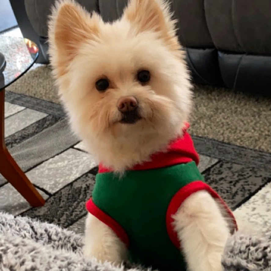 Babycash joined the competition — help win amazing prizes! animal, blanket, carpet, cozy, curious, cute, dog, domestic_animal, fluffy, fur, furniture, home, indoors, living_room, pet, pillow, small_dog, sofa, table, wearing_clothes