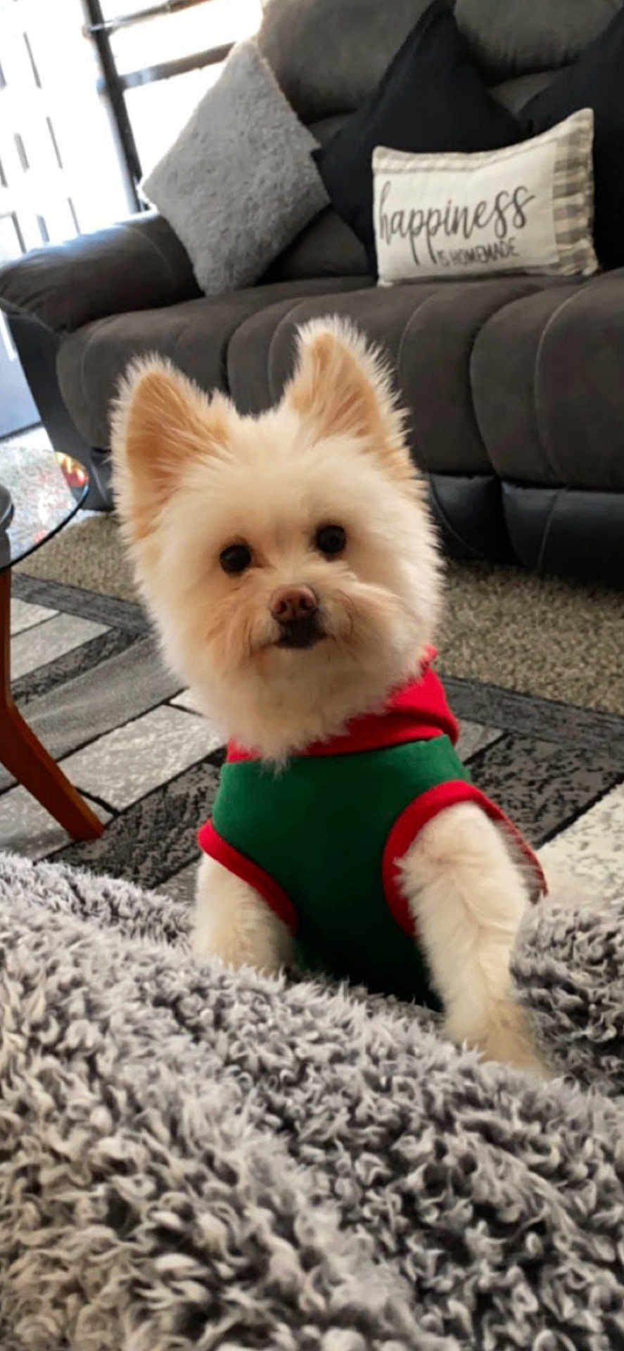 Babycash joined the competition — help win amazing prizes! dog, small_dog, fluffy, pet, indoors, living_room, sofa, pillow, blanket, carpet, table, curious, cute, cozy, furniture, fur, animal, domestic_animal, wearing_clothes, home