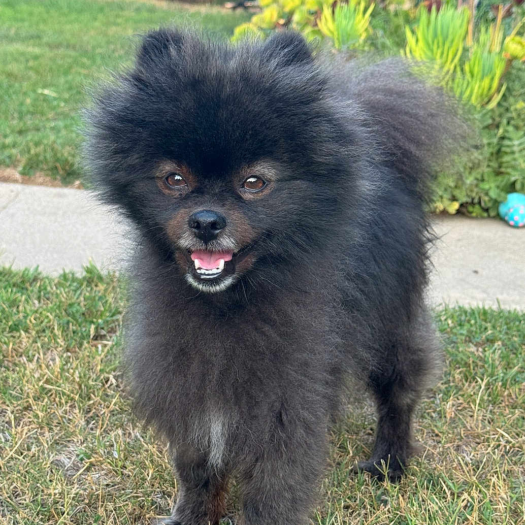 Shadow is registered to the contest to win money with this photo: animal, black_fur, canine, cute, daylight, dog, fence, fluffy, garden, grass, happy, outdoor, pet, plants, playful, pomeranian, small_dog, smiling, tongue_out, yard