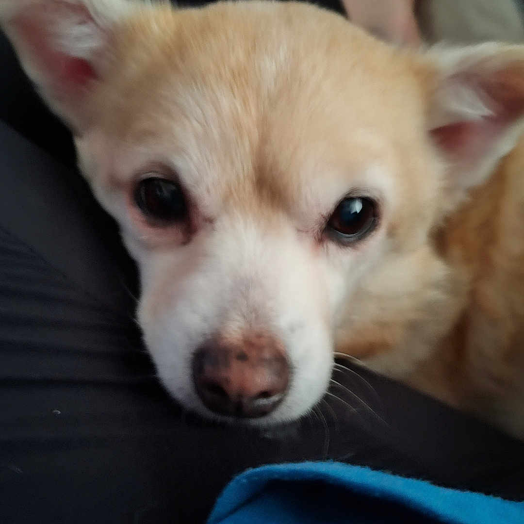 Peanut joined the competition — help win amazing prizes! animal, bodypart, canine, chihuahua, cockerspaniel, dog, eskimodog, finger, hand, hound, husky, papillon, person, pet, puppy, snout, terrier, whitedog