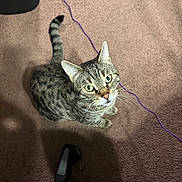 Casper joined the competition — help win amazing prizes! cat, tabby, green_eyes, carpet, indoor, pet, curious, looking_up, whiskers, tail, animal, feline, striped, domestic_cat, floor, purple_cord, office_chair, home, cute, sitting