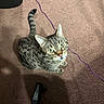 cat, tabby, green_eyes, carpet, indoor, pet, curious, looking_up, whiskers, tail, animal, feline, striped, domestic_cat, floor, purple_cord, office_chair, home, cute, sitting