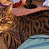 Casper joined the competition — help win amazing prizes! cat, tabby, sleepy, relaxed, couch, indoor, pet, feline, fur, whiskers, home, cozy, resting, closeup, animal, comfort, texture, living_room, domestic, laying_down