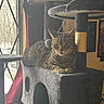 Casper is registered to the contest to win money with this photo: cat, tabby_cat, cat_tree, stuffed_toy, window, curtain, indoor, pet, furniture, relaxed, animal, cozy, home, snow, daylight, resting, gray, black_and_white, toy, houseplant