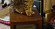 Casper joined the competition — help win amazing prizes! cat, tabby, pet_bed, heater, wooden_furniture, carpet, fan, shelf, storage_bin, cord, indoor, animal, feline, looking_at_camera, orange_eyes, striped_fur, domestic_cat, resting, household, cozy