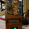 cat, tabby, pet_bed, heater, wooden_furniture, carpet, fan, shelf, storage_bin, cord, indoor, animal, feline, looking_at_camera, orange_eyes, striped_fur, domestic_cat, resting, household, cozy