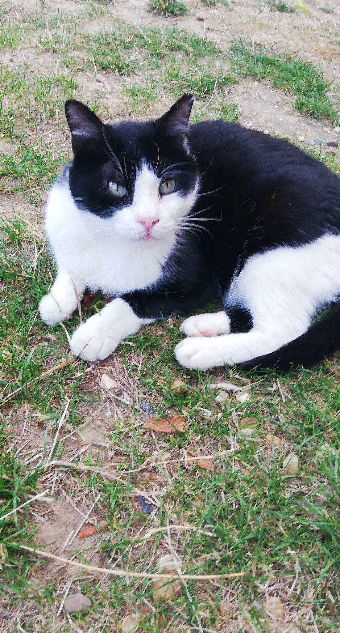 Eden participe au concours pour gagner de l'argent avec cette photo : carnivore, cat, domestic_short_haired_cat, felidae, foot, fur, grass, groundcover, paw, plant, sitting, small_to_medium_sized_cats, snout, tail, terrestrial_animal, whiskers