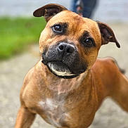 Dior a rejoint le concours — aidez-le/la à gagner de superbes lots ! animal, brown_dog, canine, closeup, collar, companion, curious, cute, dog, ears, friendly, fur, grass, head_tilt, leash, nature, outdoor, path, pet, portrait