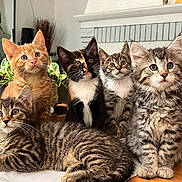 Photo De Famille participe au concours pour gagner de l'argent avec cette photo : kitten, cat, animal, pet, feline, tabby, orange_cat, calico, indoor, table, houseplant, fur, whiskers, cute, curious, living_room, domestic, group, young, mammal
