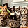 Photo De Famille