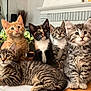 kitten, cat, animal, pet, feline, tabby, orange_cat, calico, indoor, table, houseplant, fur, whiskers, cute, curious, living_room, domestic, group, young, mammal