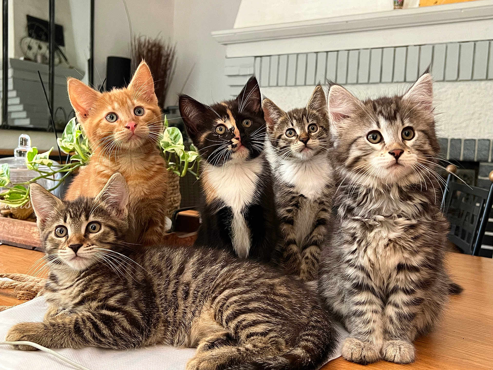 Photo De Famille participe au concours pour gagner de l'argent avec cette photo : kitten, cat, animal, pet, feline, tabby, orange_cat, calico, indoor, table, houseplant, fur, whiskers, cute, curious, living_room, domestic, group, young, mammal