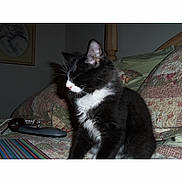 Kitcat joined the competition — help win amazing prizes! cat, black_and_white, pet, bedroom, quilt, pillow, remote_control, glasses, furniture, indoor, animal, resting, cute, feline, home, sleeping, cozy, decor, closeup, mammal