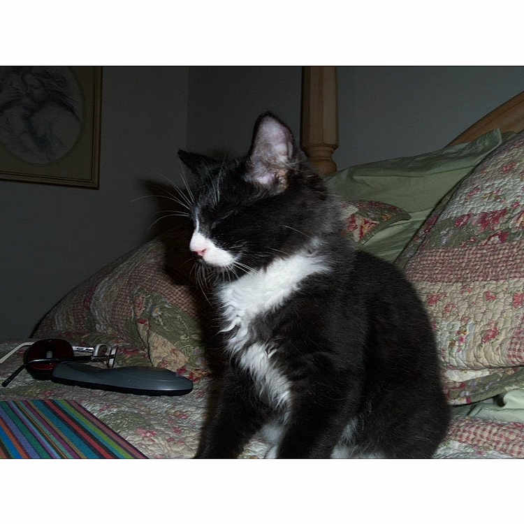 Kitcat joined the competition — help win amazing prizes! animal, bedroom, black_and_white, cat, closeup, cozy, cute, decor, feline, furniture, glasses, home, indoor, mammal, pet, pillow, quilt, remote_control, resting, sleeping