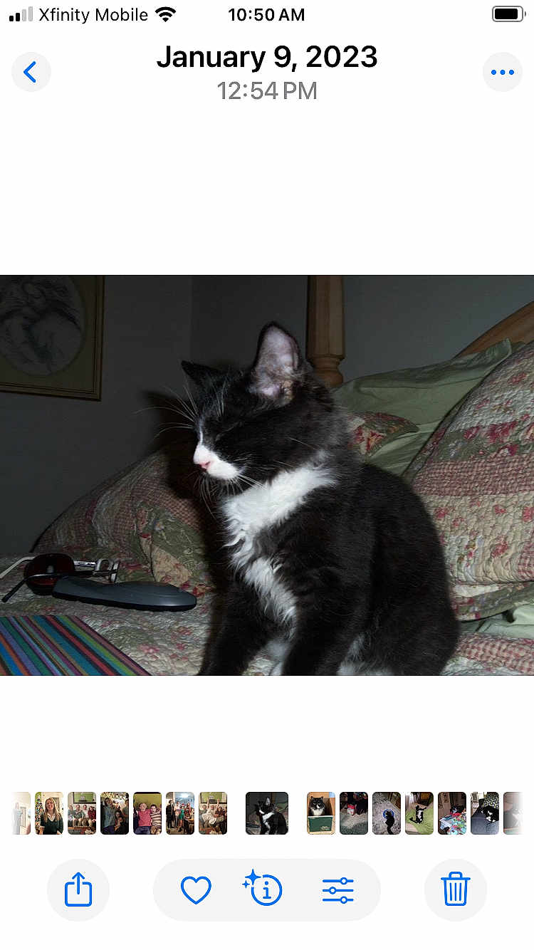 Kitcat joined the competition — help win amazing prizes! cat, black_and_white, pet, bedroom, quilt, pillow, remote_control, glasses, furniture, indoor, animal, resting, cute, feline, home, sleeping, cozy, decor, closeup, mammal