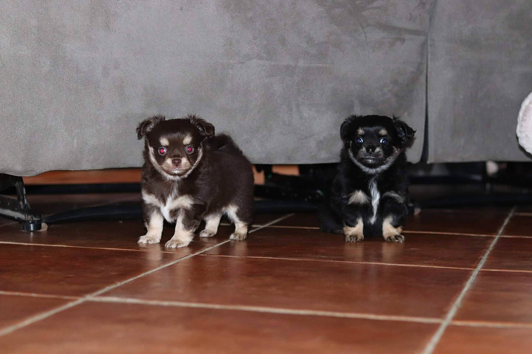 Pumbaa participe au concours pour gagner de l'argent avec cette photo : canidae, carnivore, companion_dog, dog, dog_breed, mammal, puppy, snout, sporting_group, vertebrate