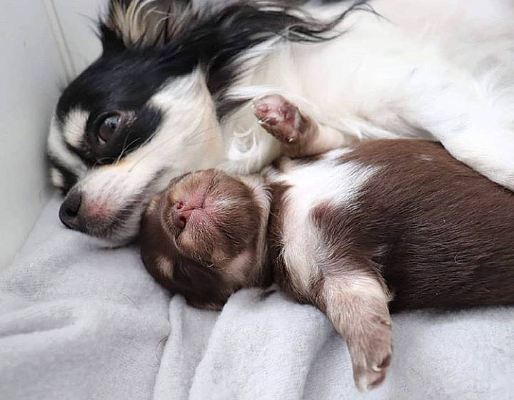 Pumbaa a rejoint le concours — aidez-le/la à gagner de superbes lots ! canidae, carnivore, companion_dog, dog, dog_breed, havanese, love, mammal, phalene, puppy, puppy_love, shih_tzu, sporting_group, toy_dog