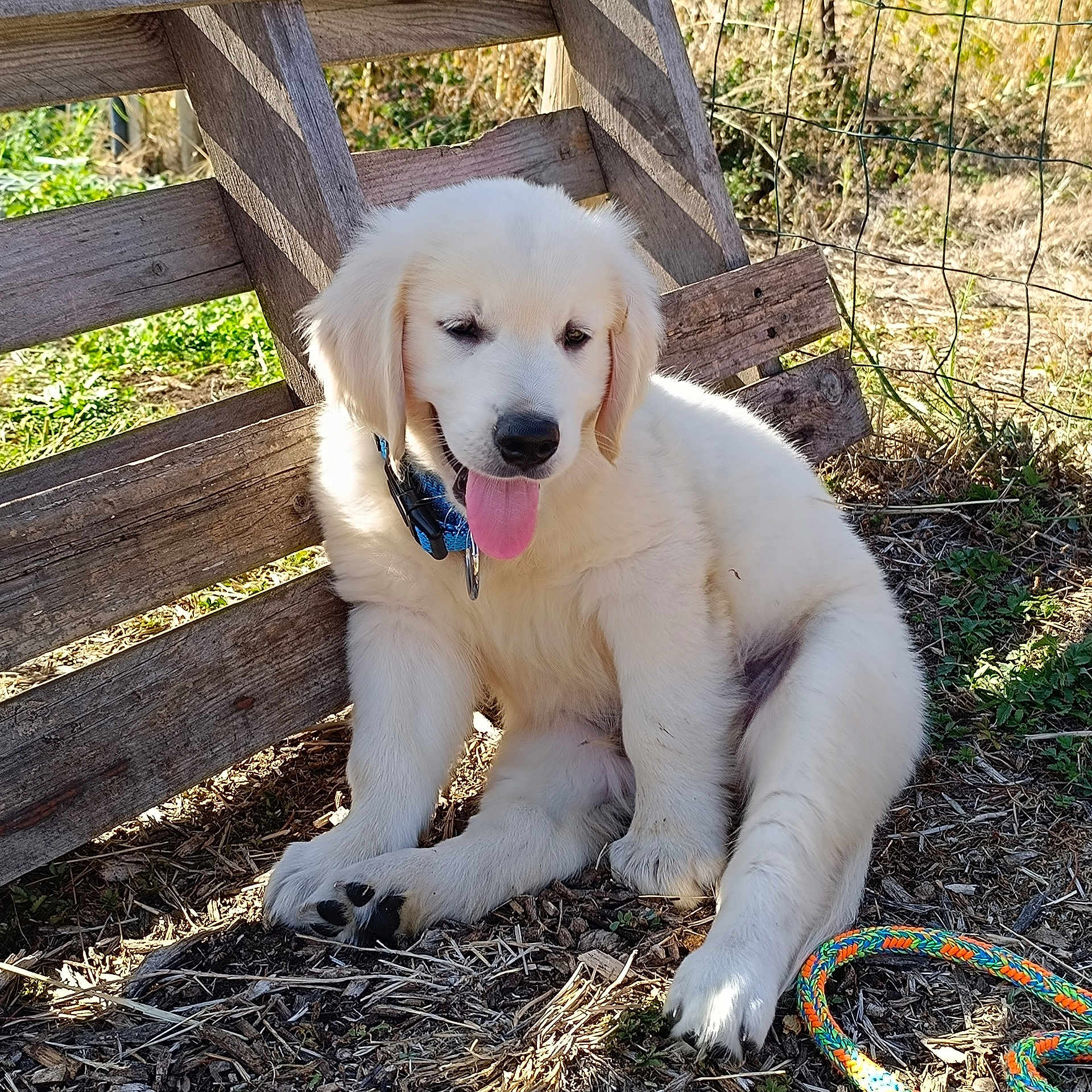 Winston participe au concours pour gagner de l'argent avec cette photo : accessories, animal, ball, canine, cockerspaniel, dog, eskimodog, football, goldenretriever, grass, hound, labradorretriever, leash, pet, plant, puppy, soccer, soccerball, strap, whitedog