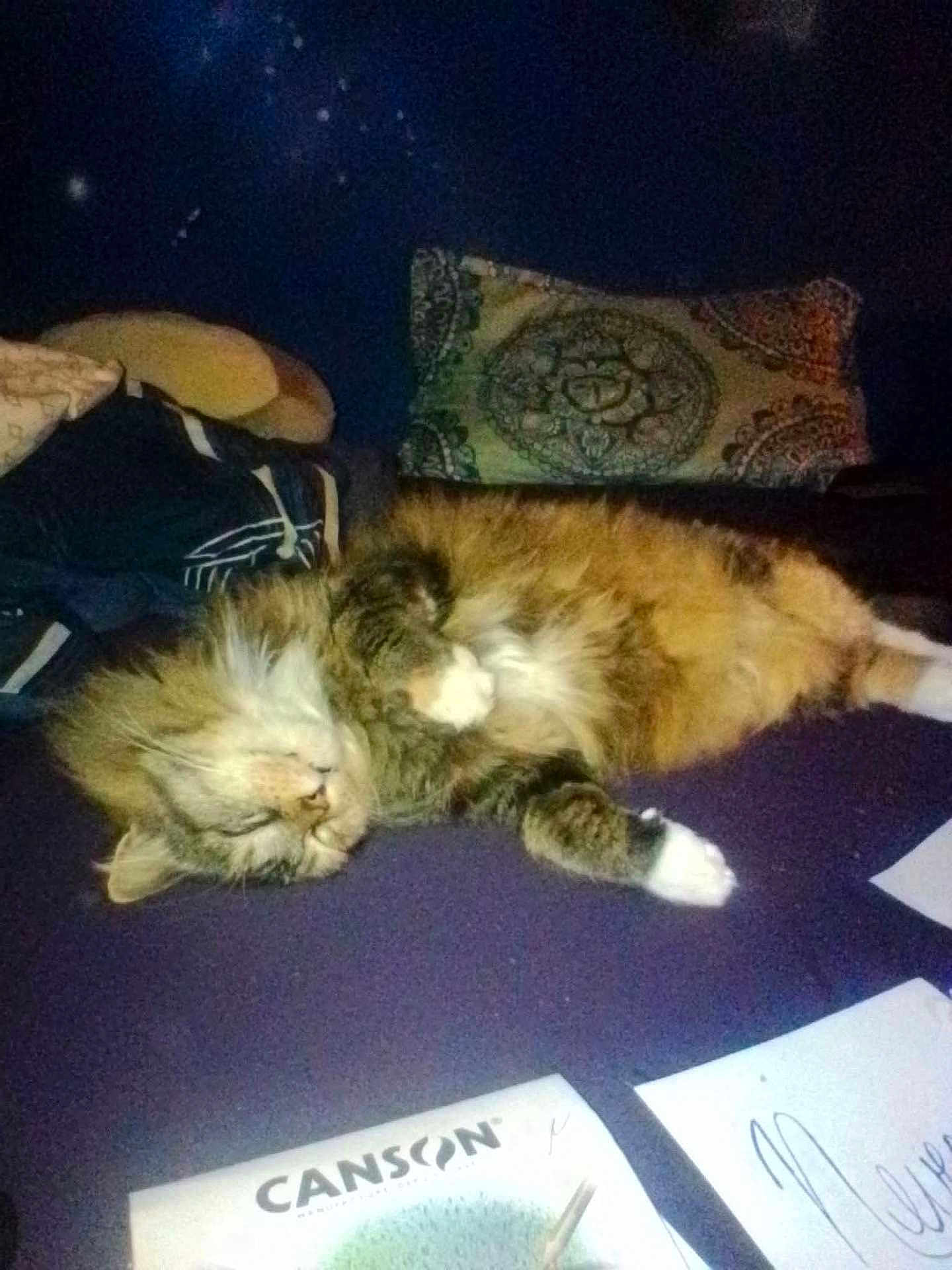 Roxie joined the competition — help win amazing prizes! cat, sleeping, fur, pillow, purple, paper, sketchpad, cozy, indoor, relaxed, fluffy, pet, home, resting, tabby, white_paws, fabric, pattern, soft, quiet