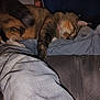 Roxie is registered to the contest to win money with this photo: cat, sleeping, denim, person, lap, indoor, casual, feline, resting, cozy, clothing, hand, blue, fabric, bed, plaid, relaxed, pet, animal, comfort
