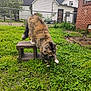 Roxie joined the competition — help win amazing prizes! cat, tabby_cat, grass, concrete_block, fence, backyard, house, brick_wall, greenery, outdoor, pet, animal, walking, nature, curious, fur, whiskers, paw, daylight, residential_area