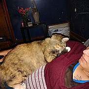 Roxie is registered to the contest to win money with this photo: cat, person, indoor, lamp, table, flowers, laundry_basket, sweater, striped_clothing, tattoo, relaxing, cozy, furniture, home, resting, animal, pet, fur, comfort, casual
