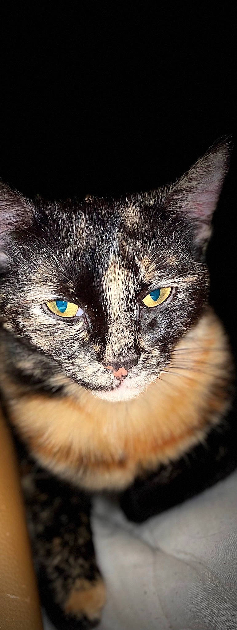 Stitch a rejoint le concours — aidez-le/la à gagner de superbes lots ! carnivore, cat, close_up, comfort, darkness, domestic_short_haired_cat, electric_blue, eye, felidae, fur, iris, nose, paw, small_to_medium_sized_cats, snout, terrestrial_animal, tree, whiskers, wildlife, window