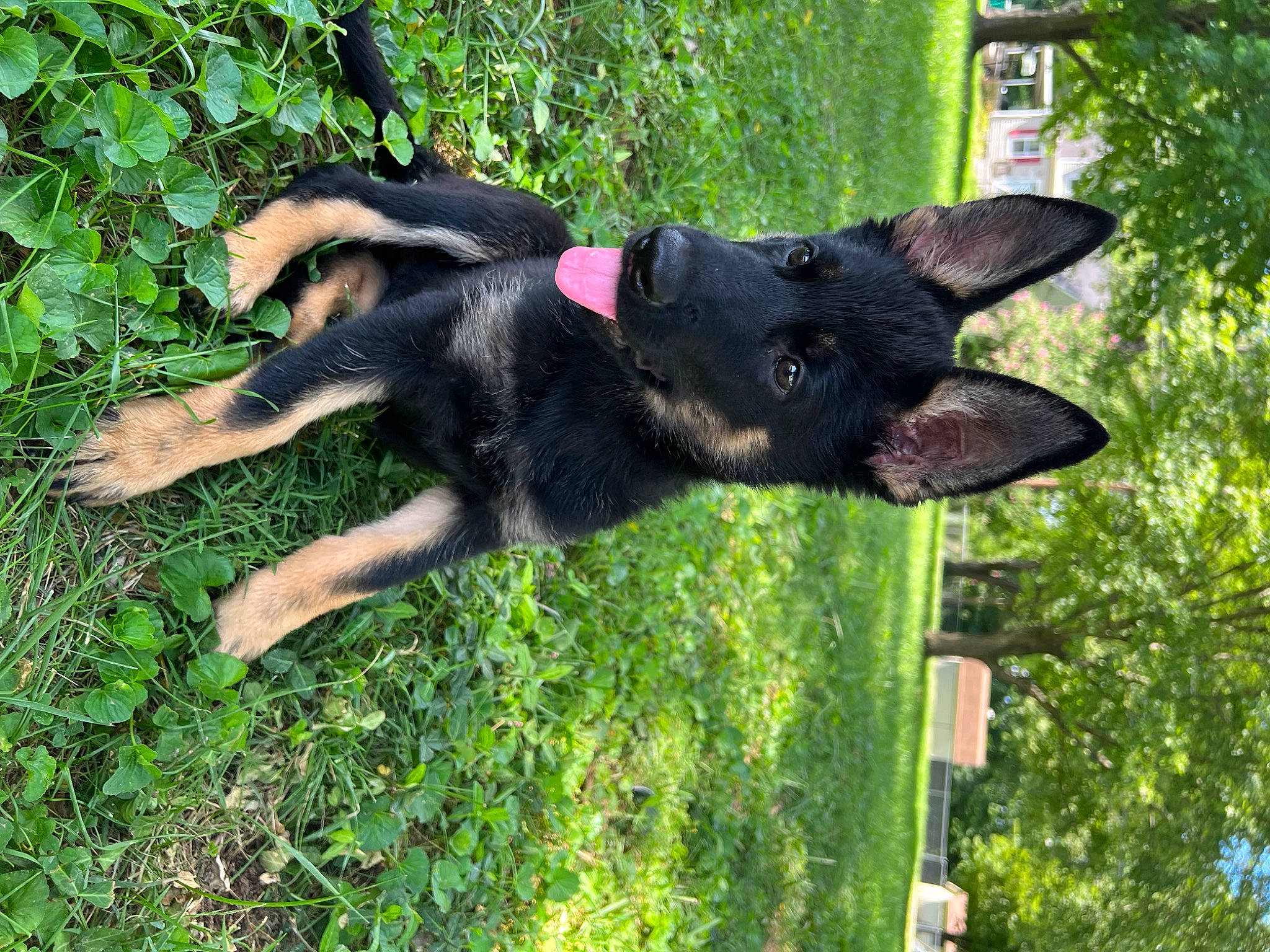 Zelda is registered to the contest to win money with this photo: canidae, carnivore, collar, companion_dog, dog, dog_breed, dog_collar, fawn, garden, grass, guard_dog, non_sporting_group, plant, snout, sporting_group, tail, terrestrial_animal, tree, working_animal, working_dog