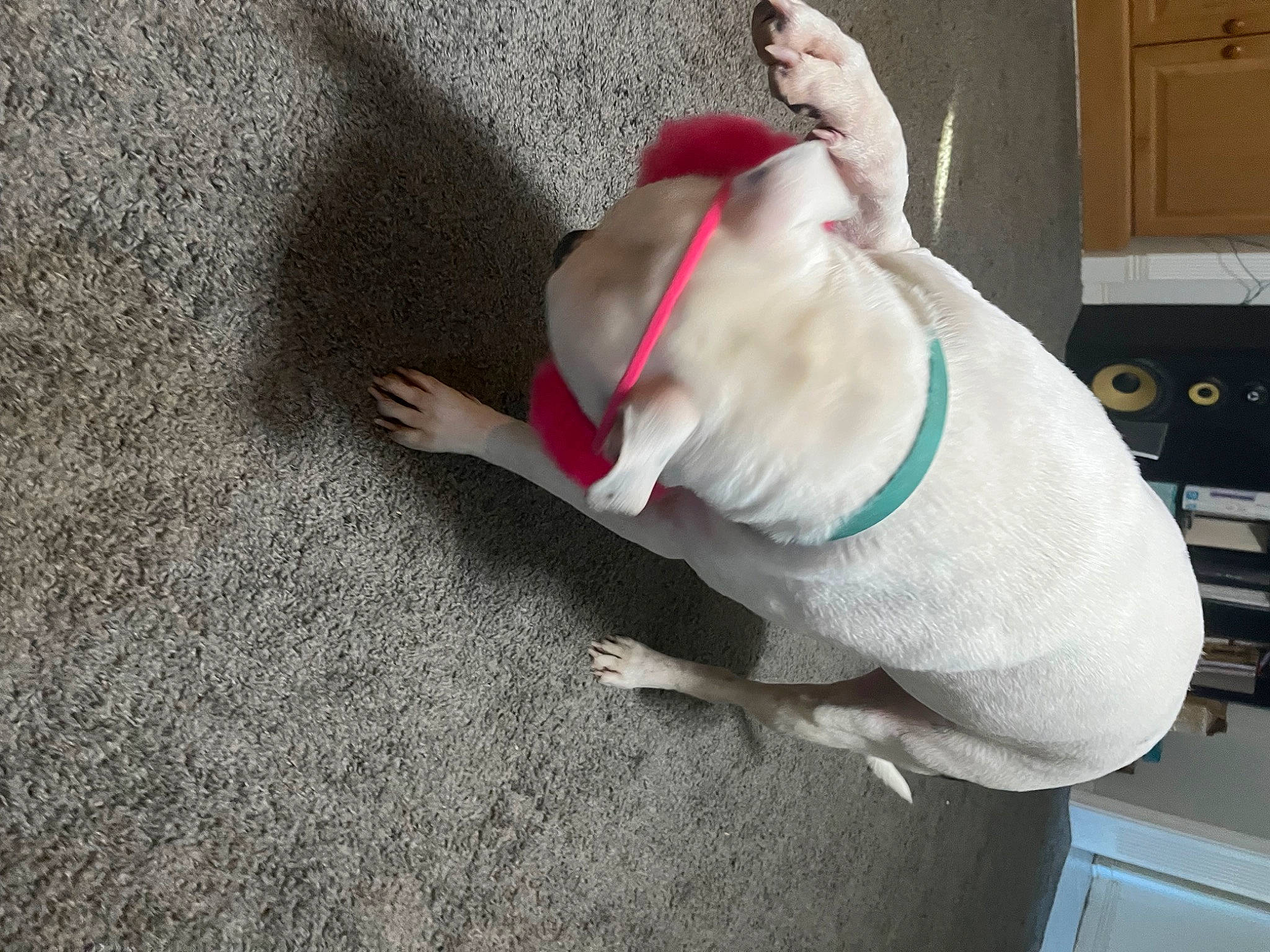 Leon joined the competition — help win amazing prizes! cabinetry, carmine, carnivore, collar, companion_dog, dog, dog_breed, dog_clothes, dog_collar, dog_supply, door, fawn, flooring, fur, paw, pet_supply, pug, snout, tail, working_animal