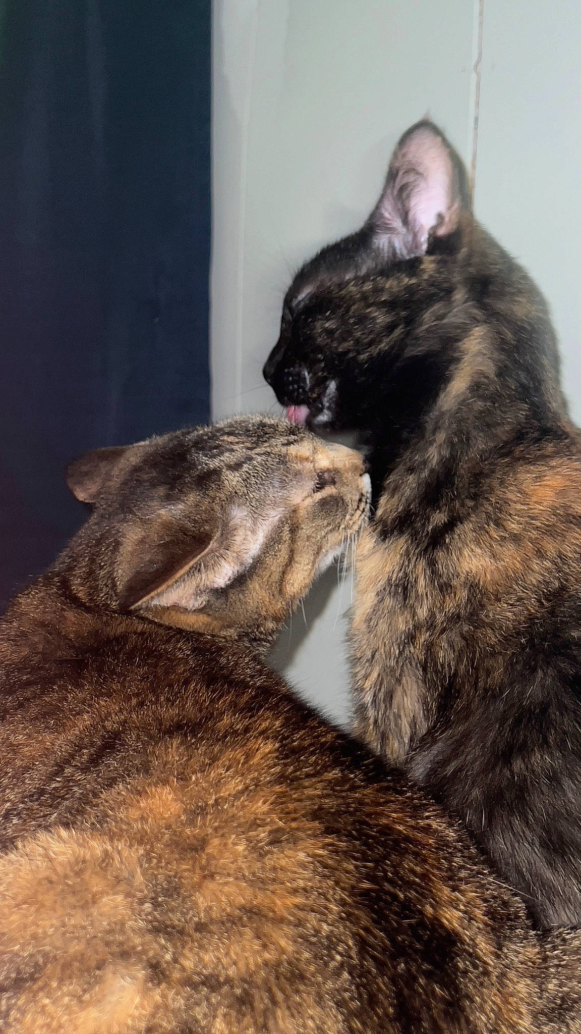 Olivia is registered to the contest to win money with this photo: carnivore, cat, claw, comfort, domestic_short_haired_cat, felidae, fur, paw, sitting, small_to_medium_sized_cats, snout, soil, tail, terrestrial_animal, whiskers, wildlife