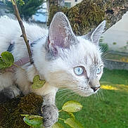 Abby a rejoint le concours — aidez-le/la à gagner de superbes lots ! cat, kitten, blue_eyes, tree, branch, moss, outdoor, greenery, leaves, pet, animal, feline, close_up, whiskers, curious, nature, daylight, young_cat, fur, alert