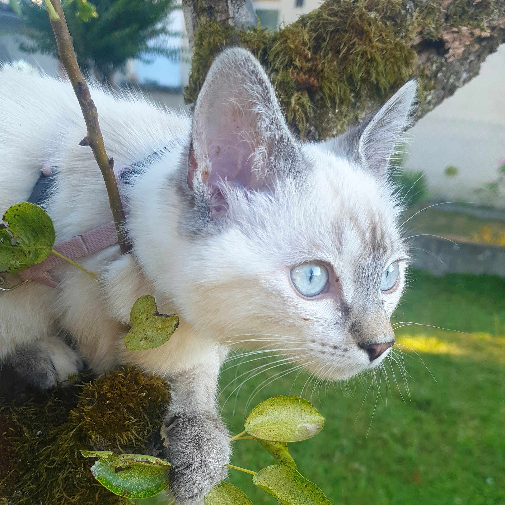 Abby a rejoint le concours — aidez-le/la à gagner de superbes lots ! alert, animal, blue_eyes, branch, cat, close_up, curious, daylight, feline, fur, greenery, kitten, leaves, moss, nature, outdoor, pet, tree, whiskers, young_cat
