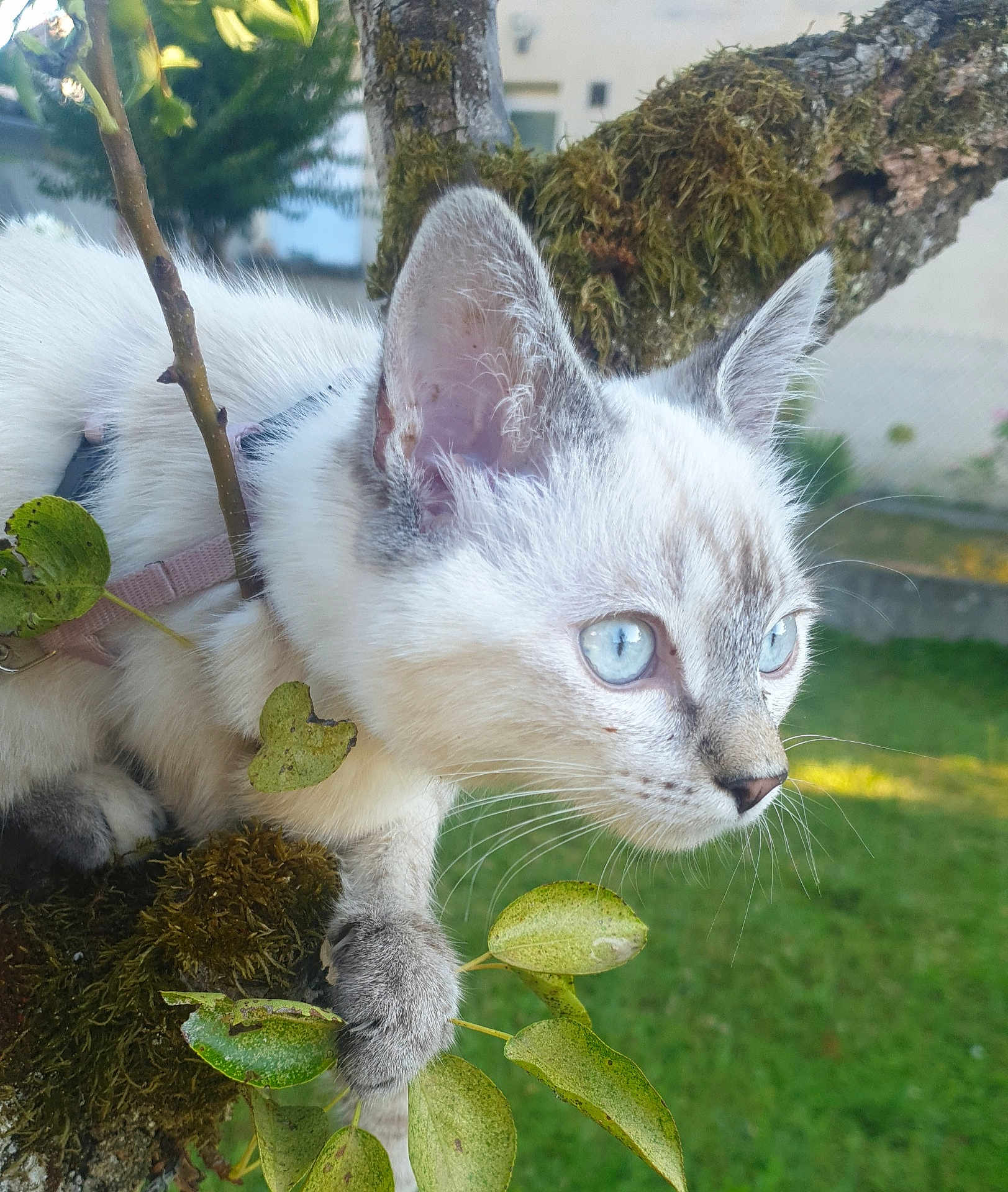 Abby a rejoint le concours — aidez-le/la à gagner de superbes lots ! cat, kitten, blue_eyes, tree, branch, moss, outdoor, greenery, leaves, pet, animal, feline, close_up, whiskers, curious, nature, daylight, young_cat, fur, alert