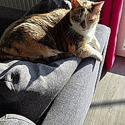 Love a rejoint le concours — aidez-le/la à gagner de superbes lots ! cat, sunlight, couch, gray_fabric, indoor, pet, relaxed, sleepy, feline, fur, whiskers, pink_curtain, home_interior, wood_floor, resting, cozy, shadow, window_light, domestic_animal, comfortable